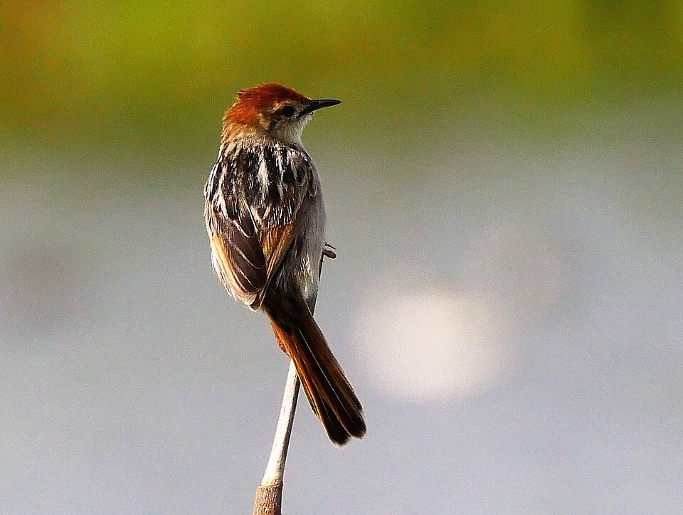 Levaillant's Cisticola