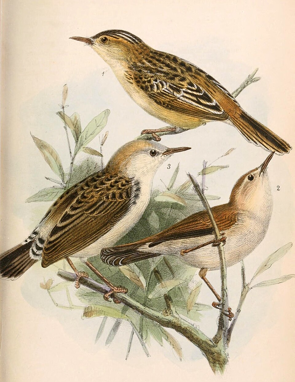 Foxy Cisticola