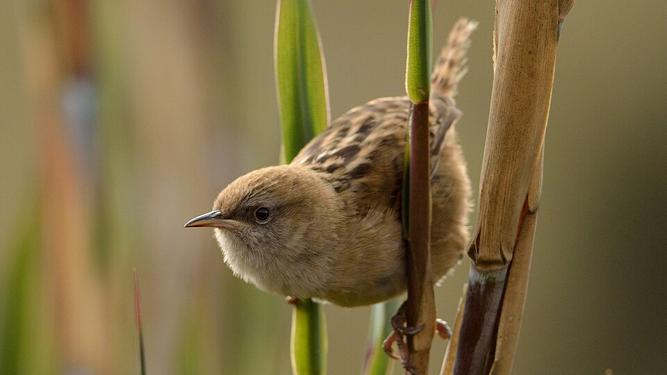 Apolinar's Wren