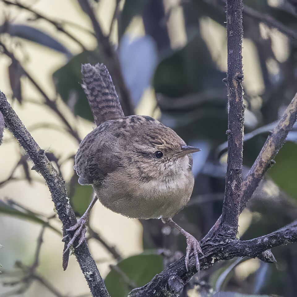 Grass Wren