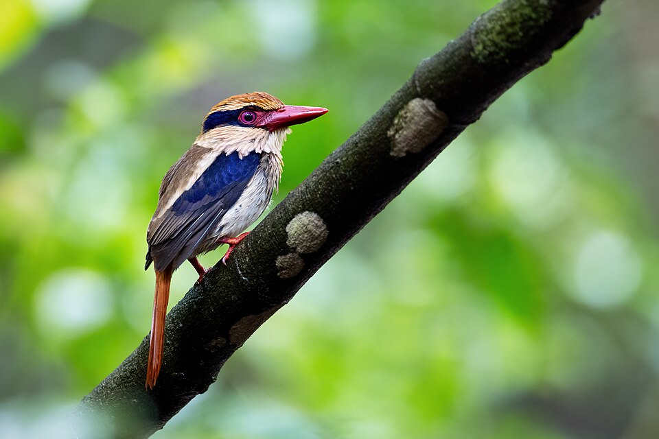 Lilac Kingfisher