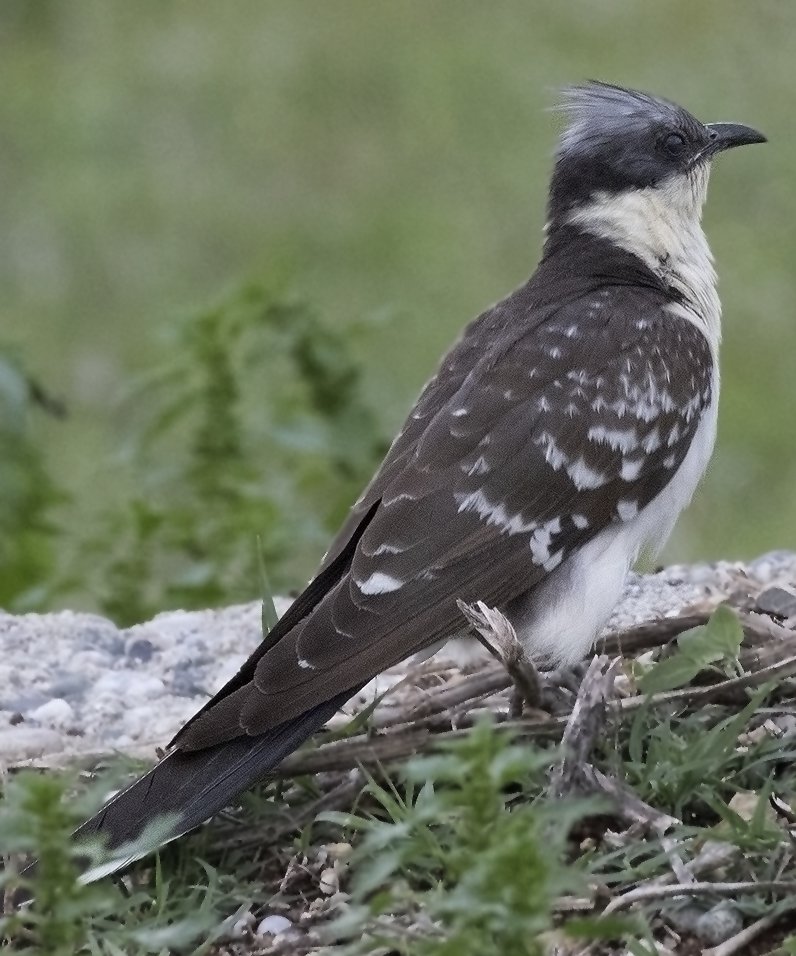 Great Spotted Cuckoo