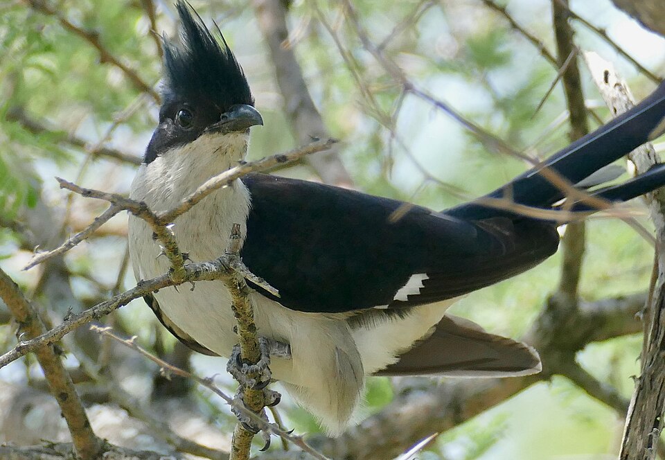 Jacobin Cuckoo