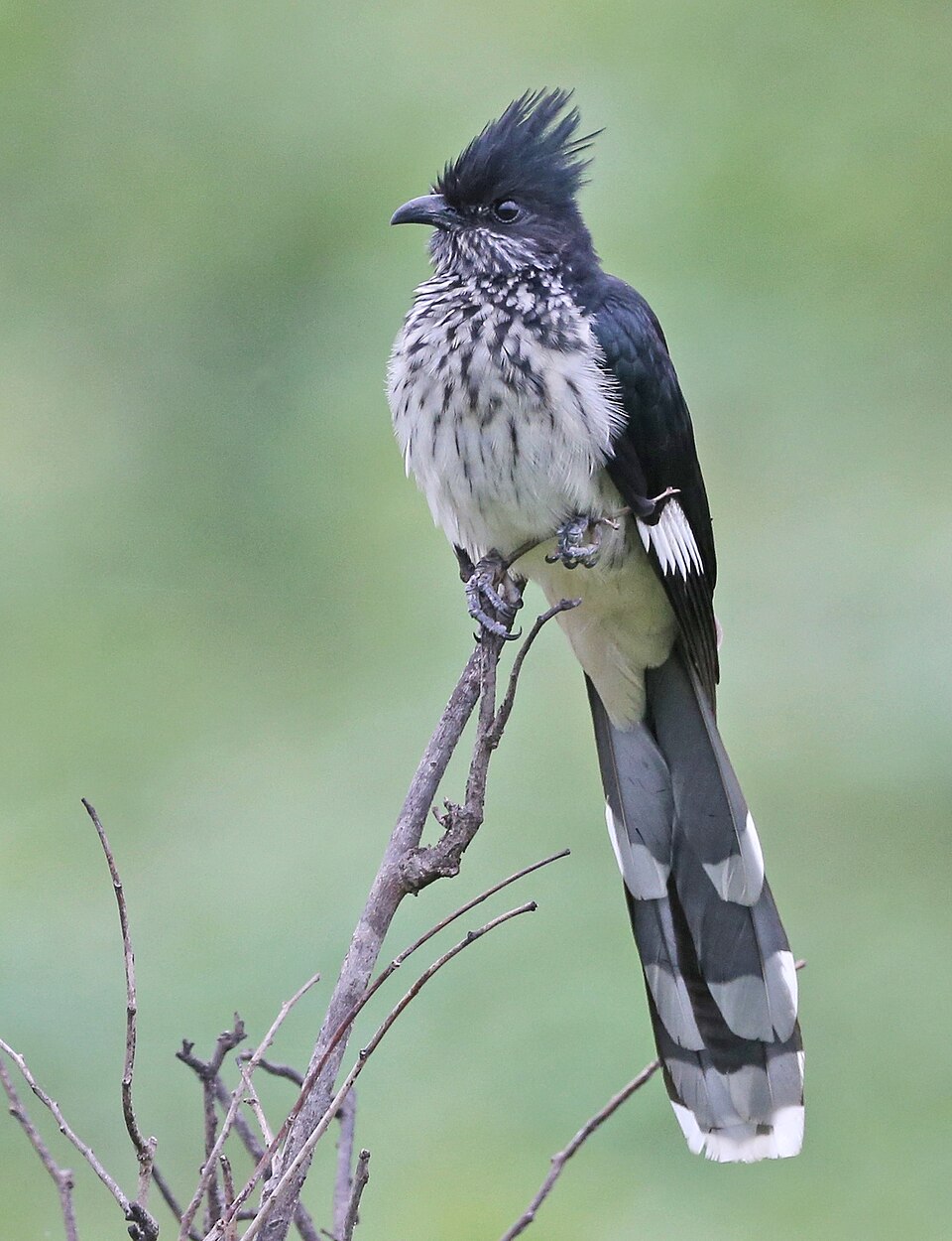 Levaillant's Cuckoo