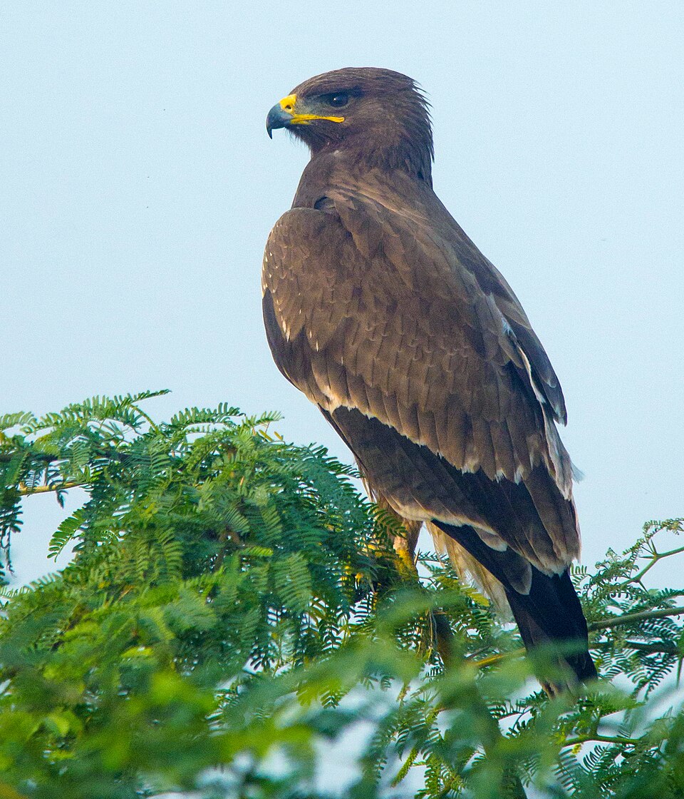 Indian Spotted Eagle