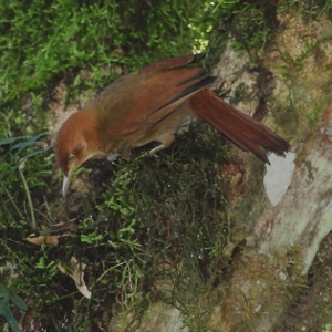 Henna-capped Foliage-gleaner