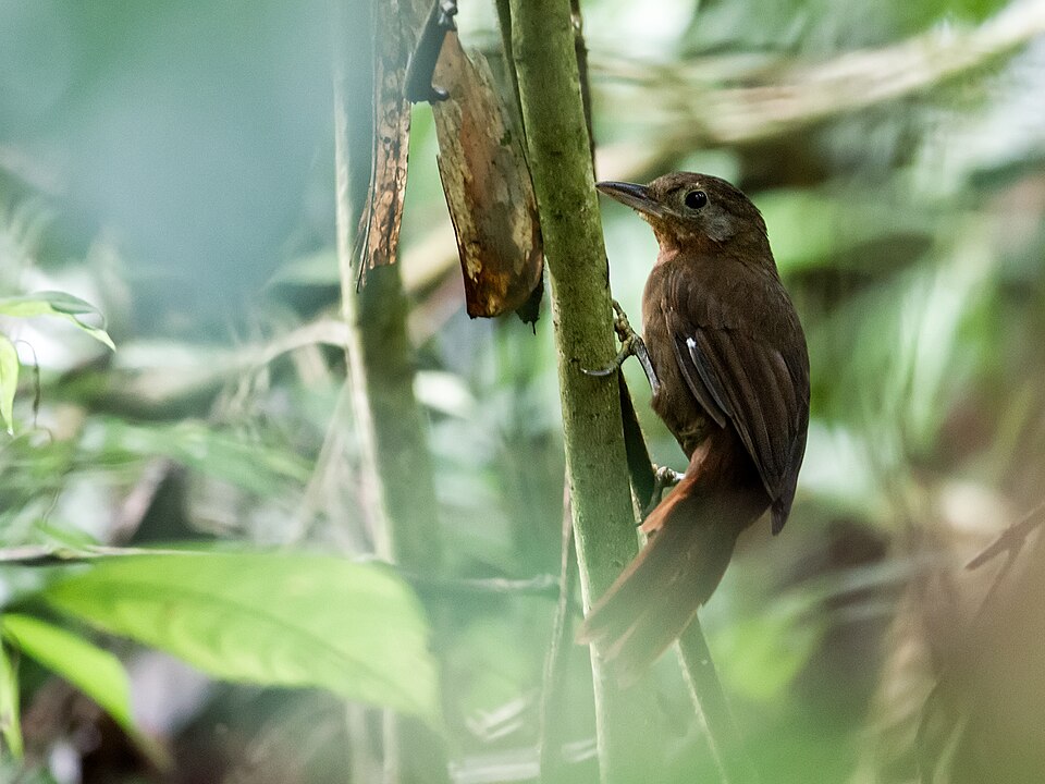 Ruddy Foliage-gleaner