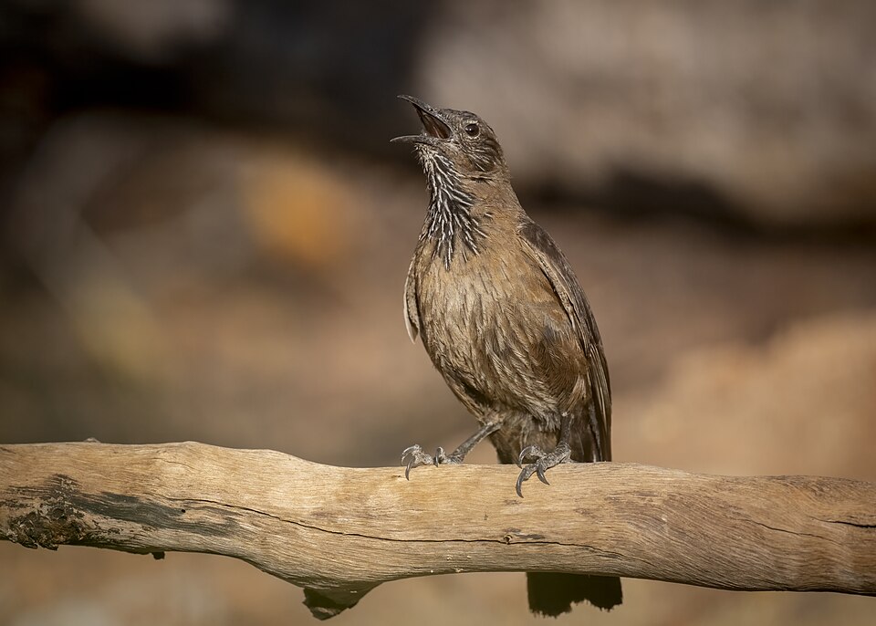 Black-tailed Treecreeper