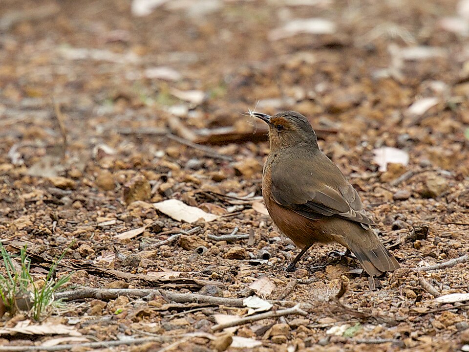 Rufous Treecreeper