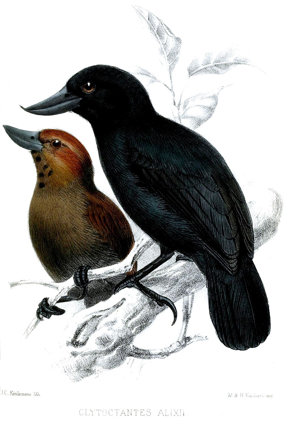 Recurve-billed Bushbird