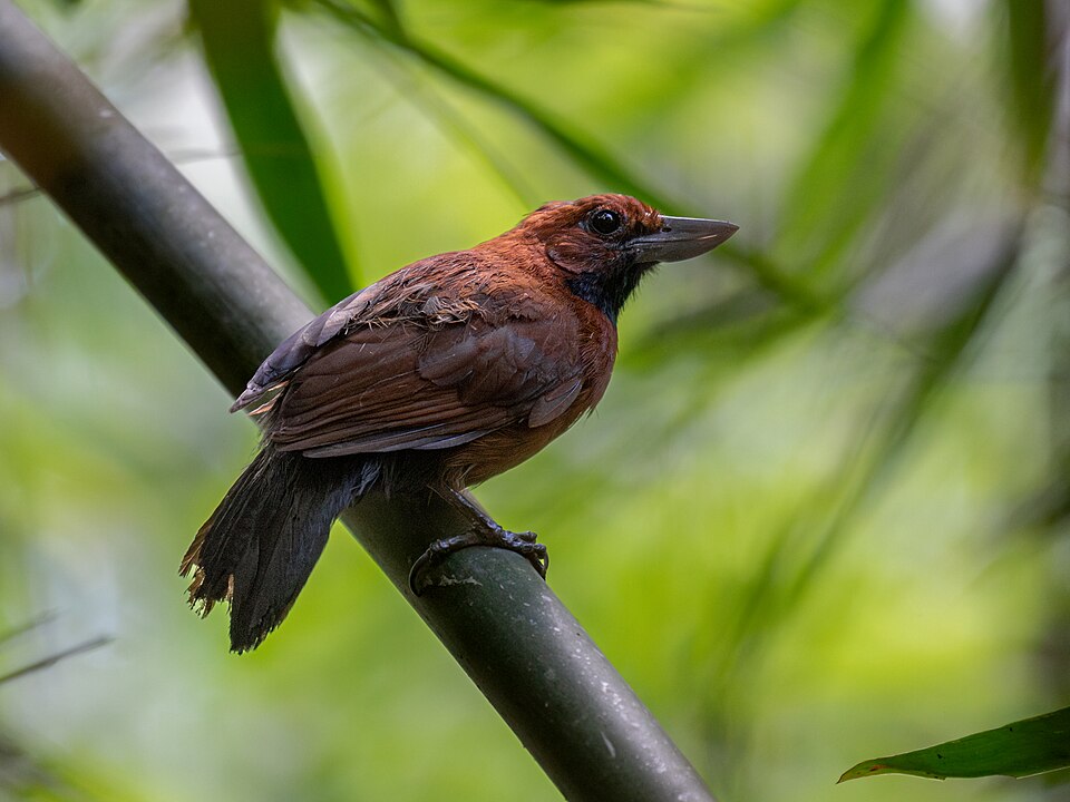 Rondonia Bushbird