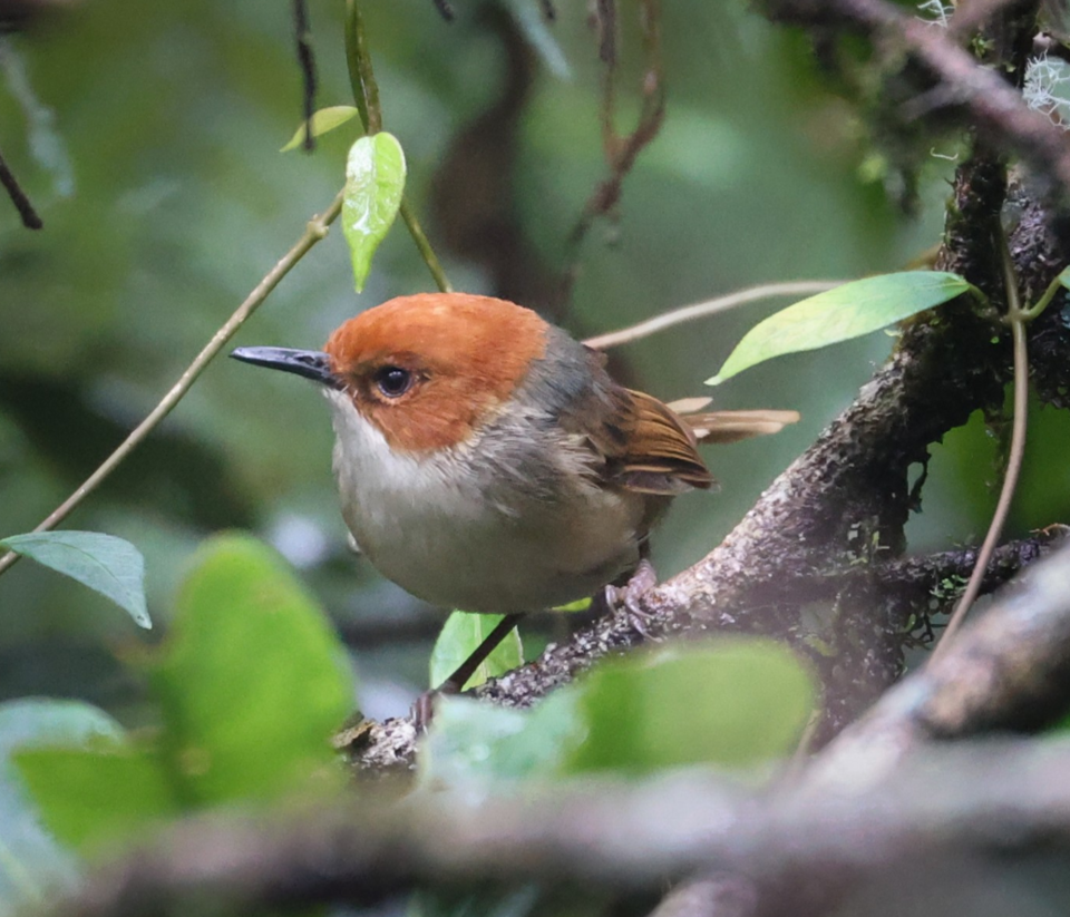 Orange-crowned Fairywren