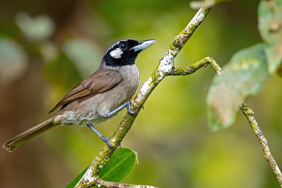 Black-throated Shrikebill