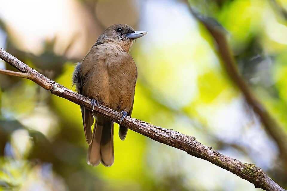 Southern Shrikebill