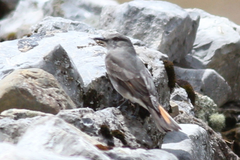 Rufous-webbed Bush Tyrant