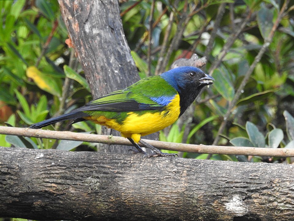 Black-chested Mountain Tanager