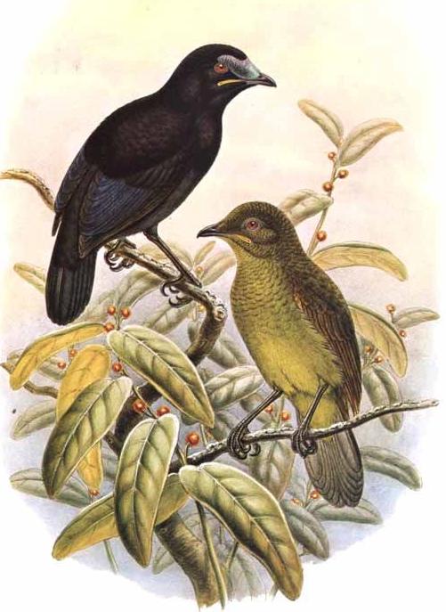 Loria's Satinbird