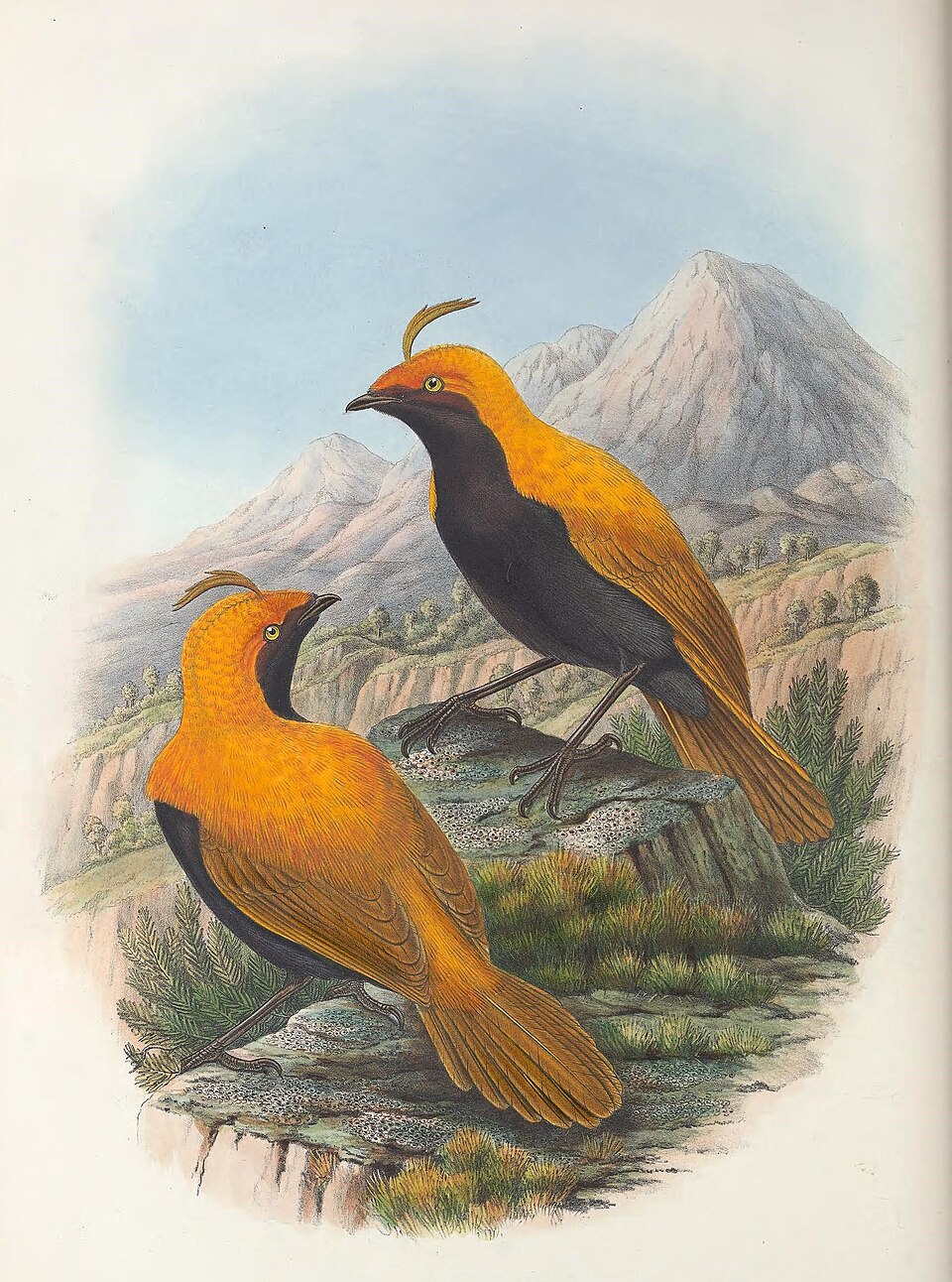 Crested Satinbird