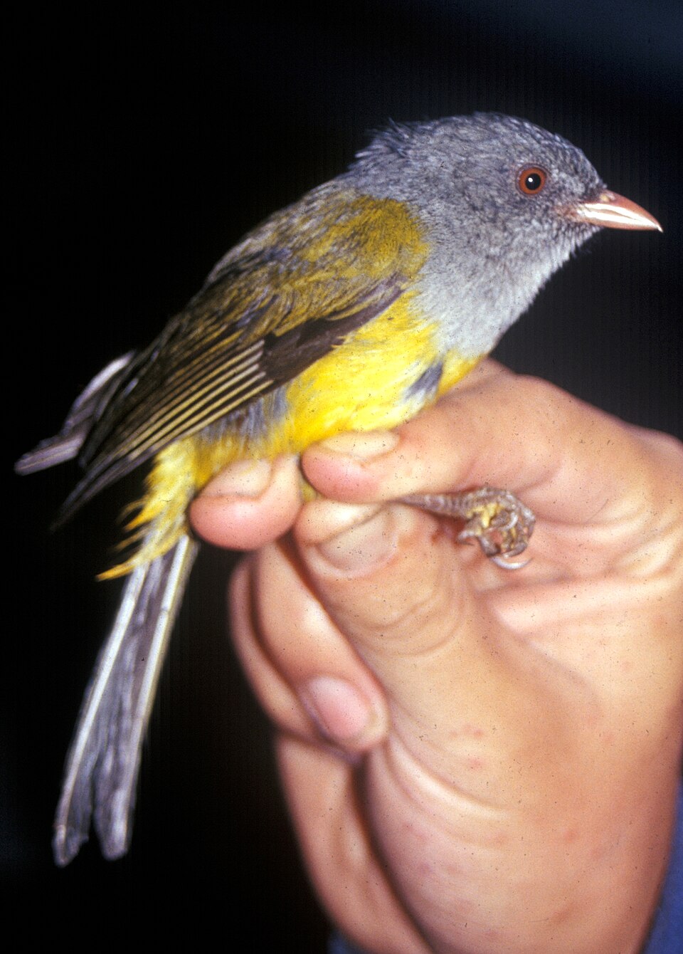 Grey-hooded Bush Tanager