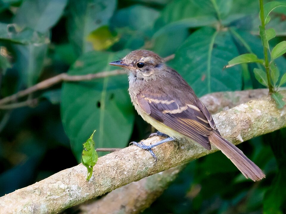 Fuscous Flycatcher
