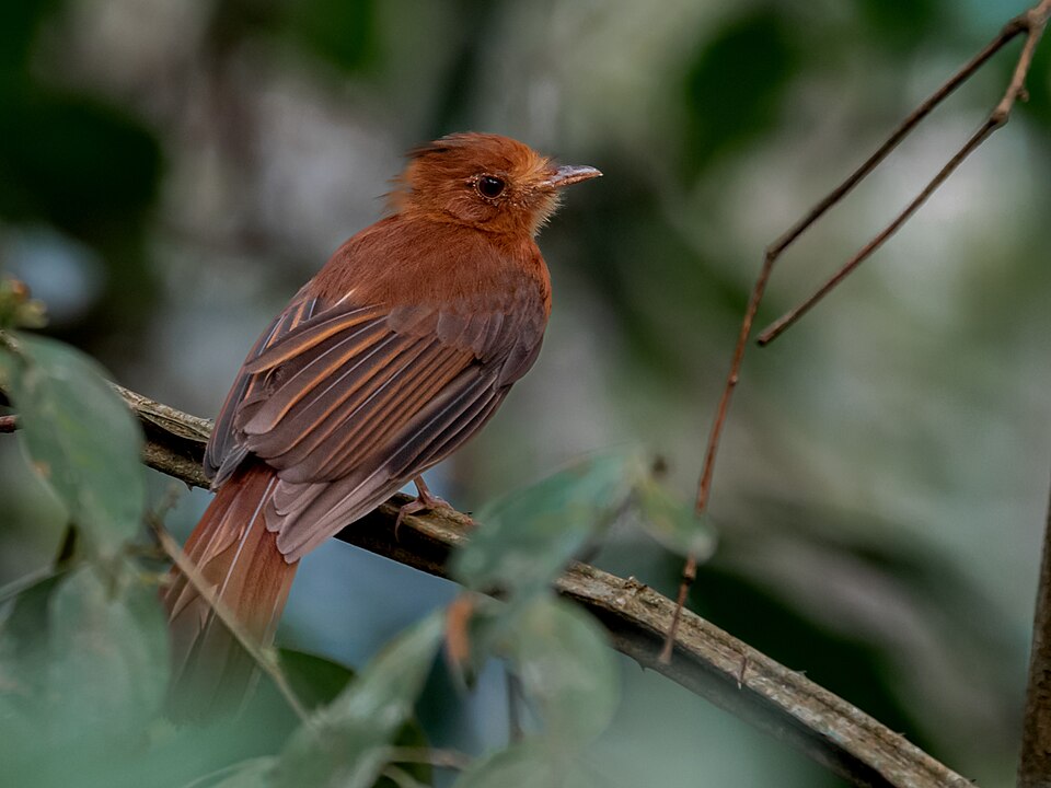 Rufous Twistwing