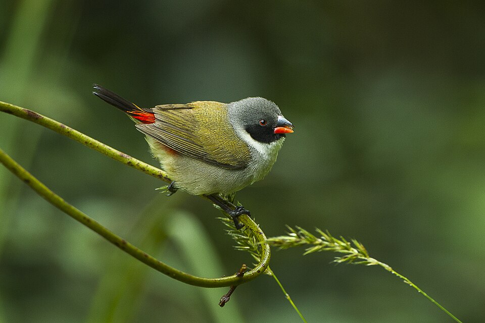 Swee Waxbill