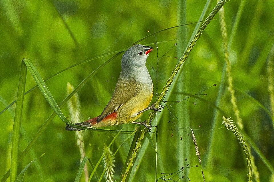 Yellow-bellied Waxbill
