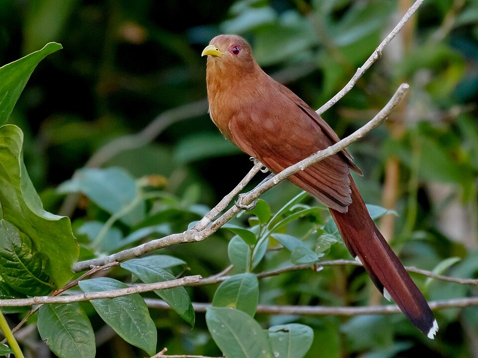 Little Cuckoo