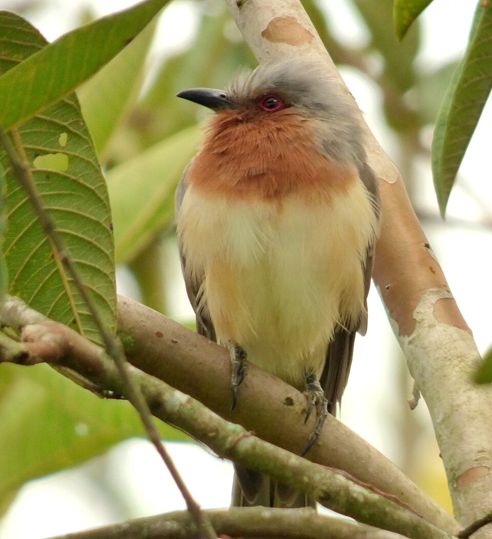 Dwarf Cuckoo