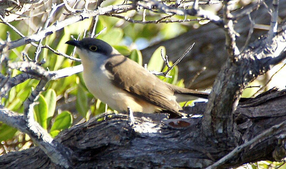 Dark-billed Cuckoo