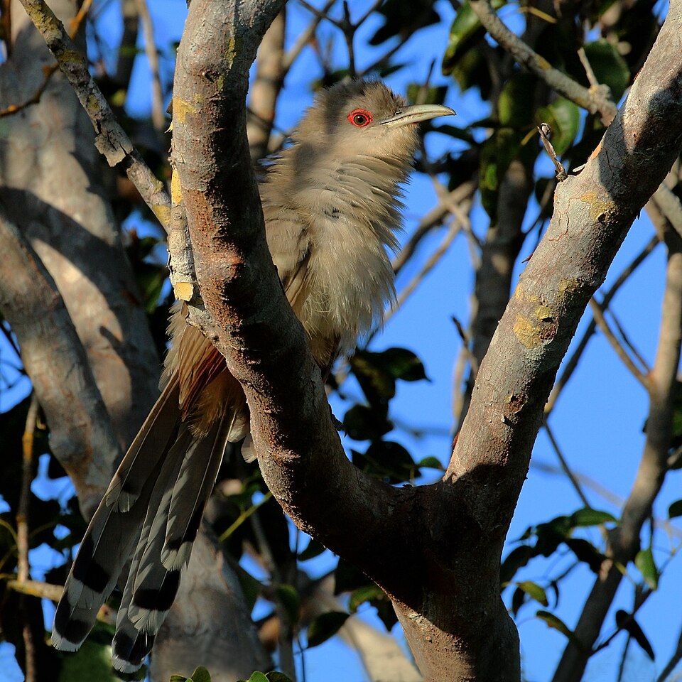 Great Lizard Cuckoo