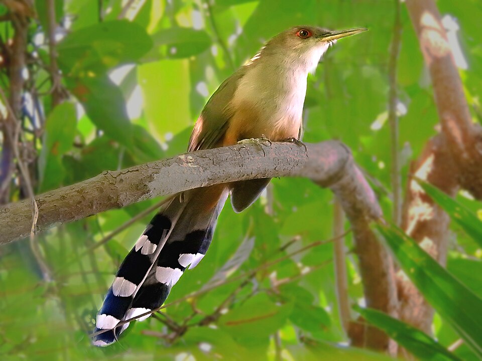 Puerto Rican Lizard Cuckoo