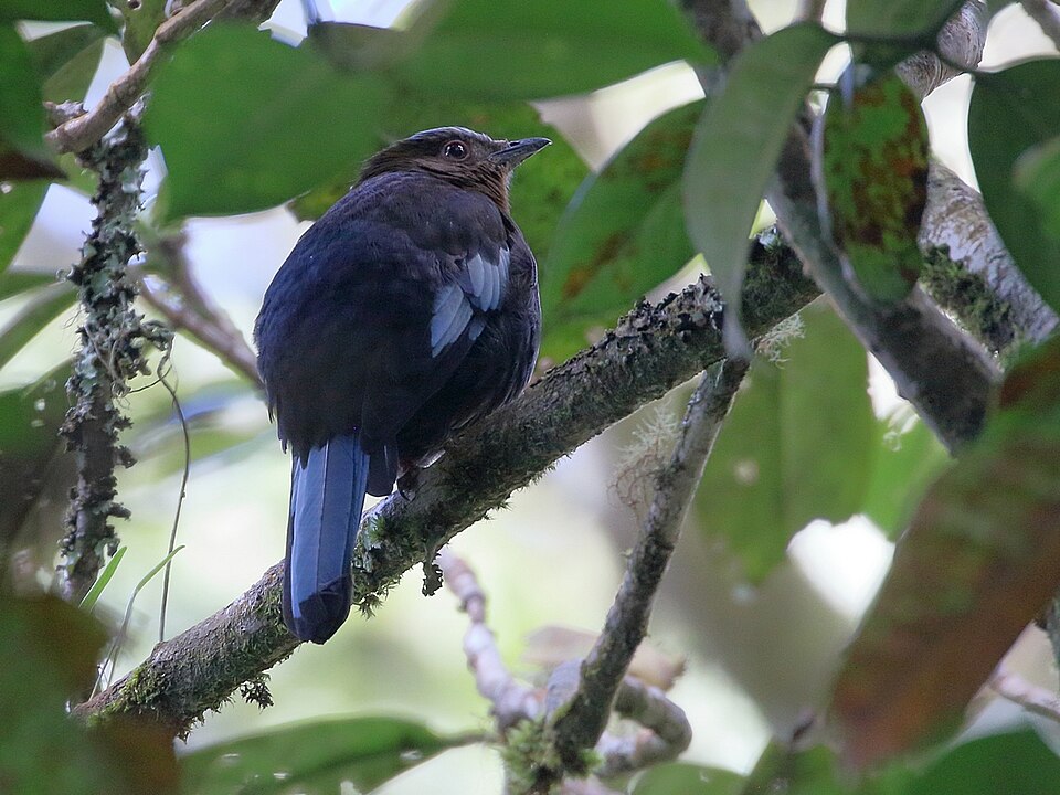 Sumatran Cochoa