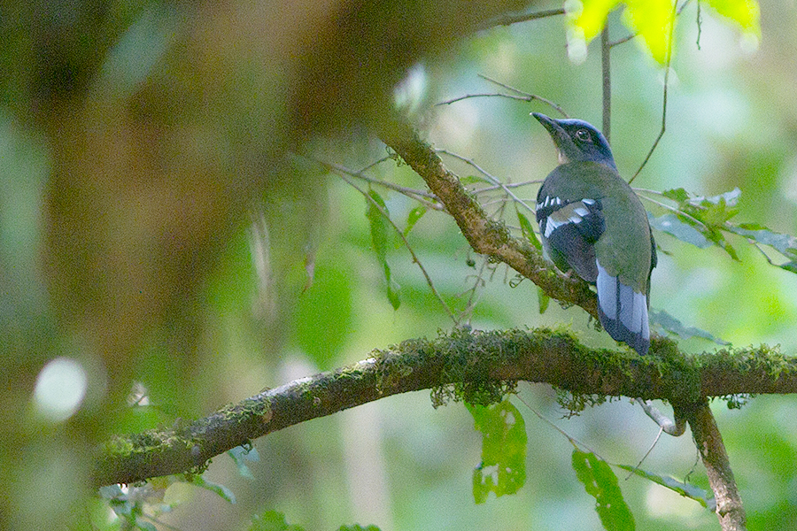 Green Cochoa