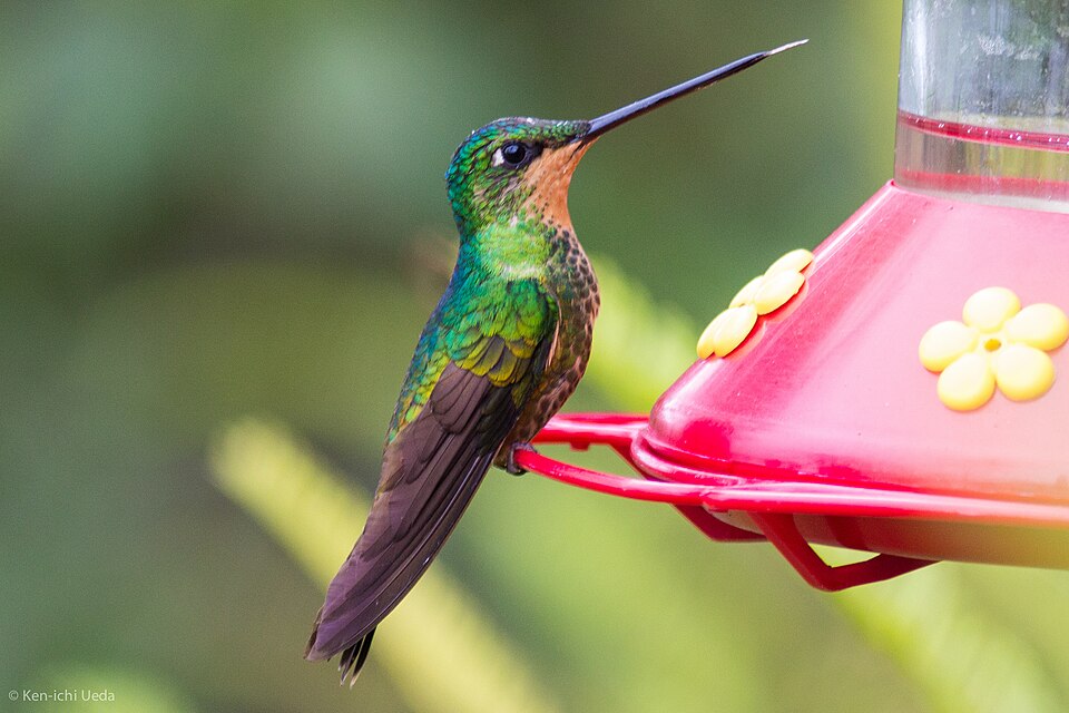 Golden-bellied Starfrontlet