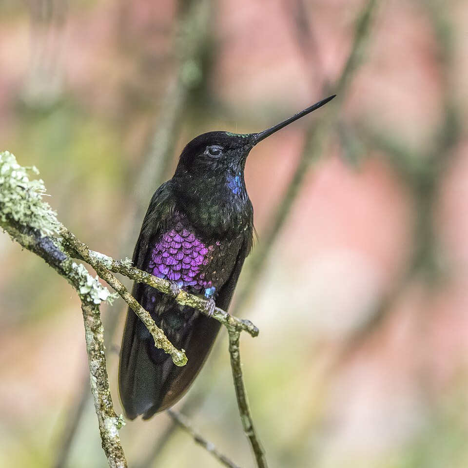Blue-throated Starfrontlet