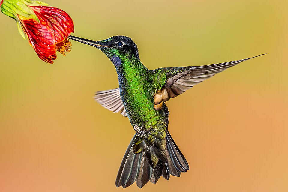 Buff-winged Starfrontlet