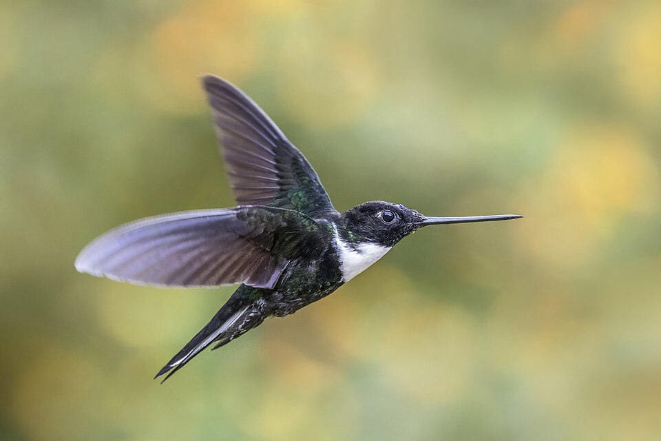 Collared Inca