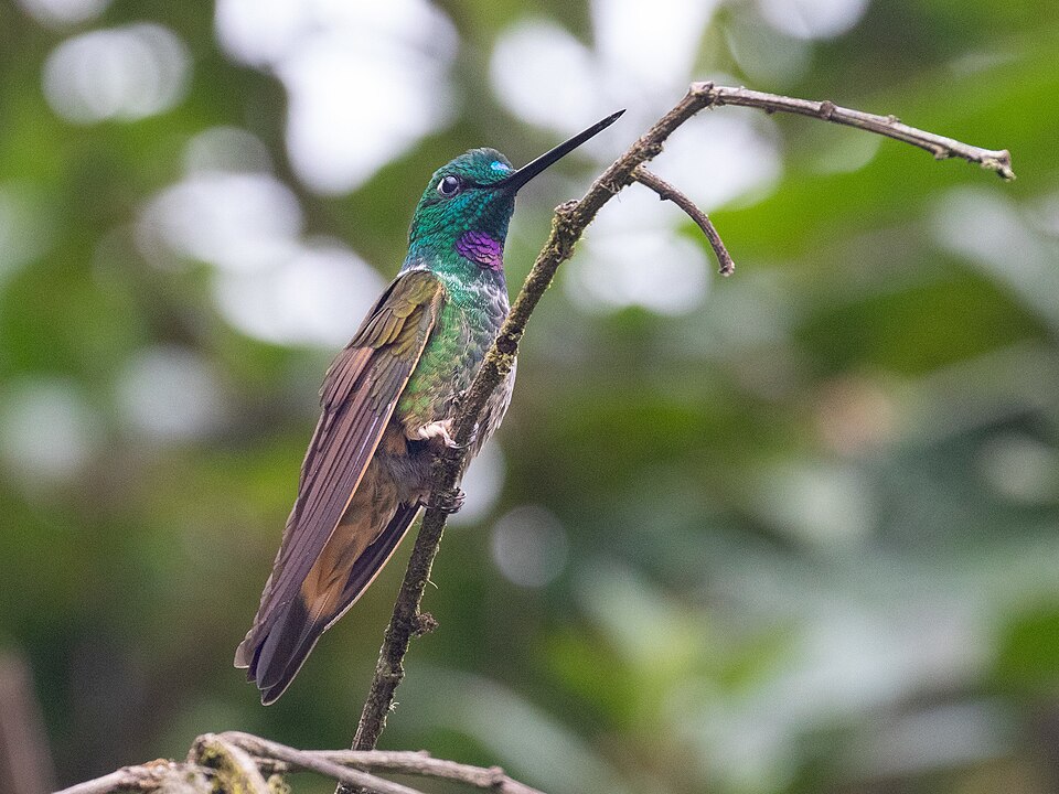 Violet-throated Starfrontlet