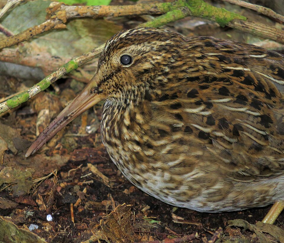 Chatham Snipe