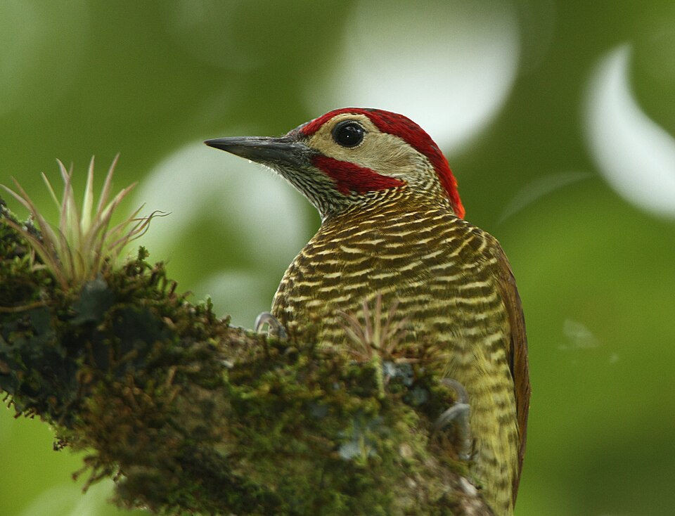 Bronze-winged Woodpecker