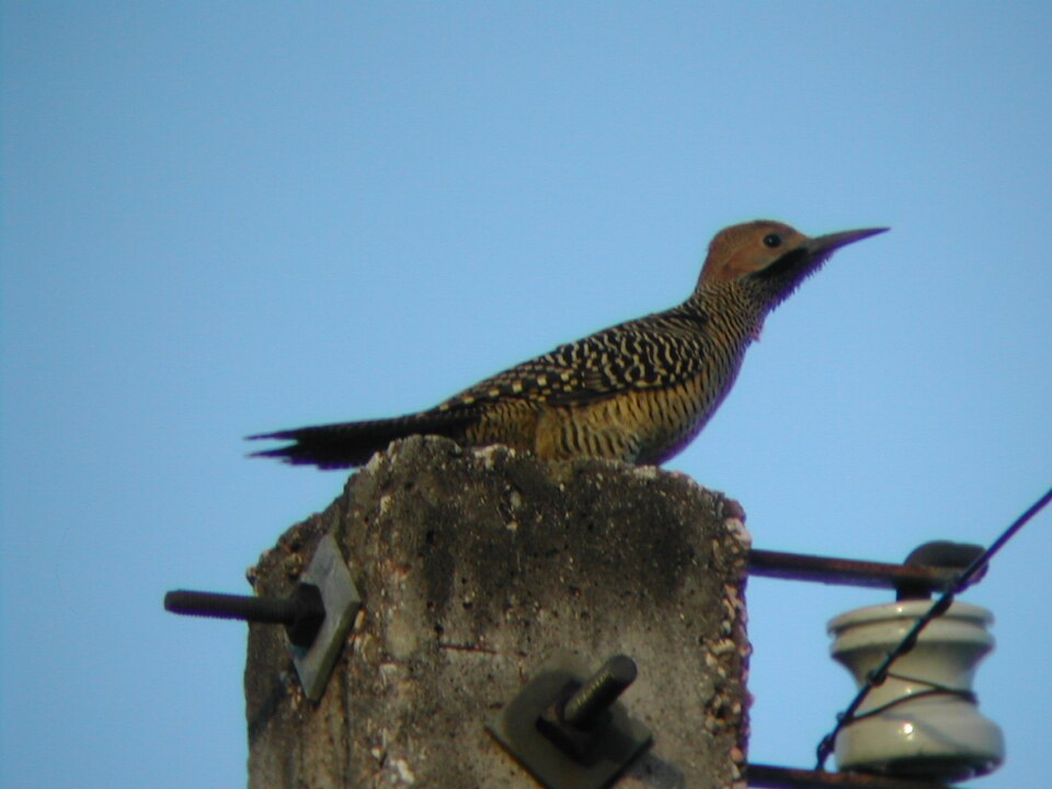 Fernandina's Flicker