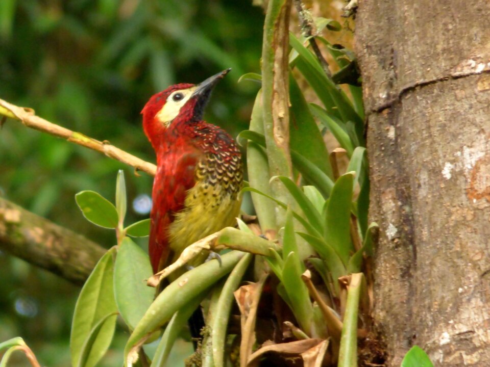 Crimson-mantled Woodpecker