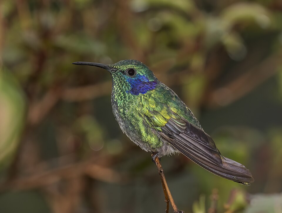 Lesser Violetear