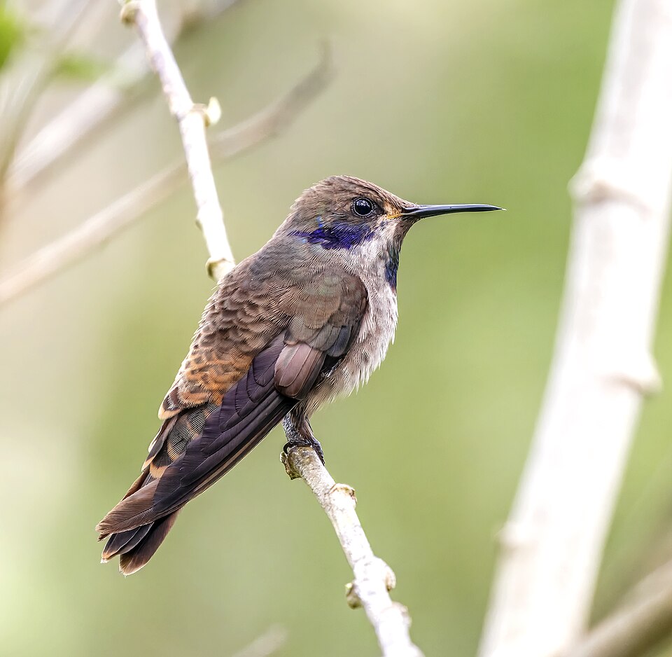 Brown Violetear