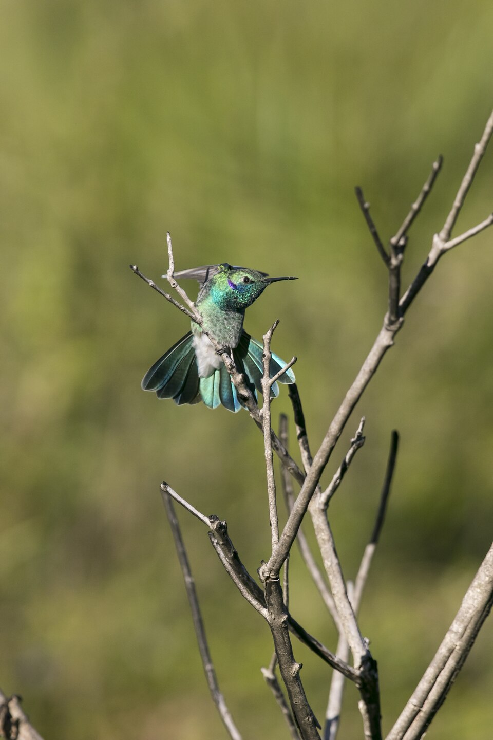 White-vented Violetear