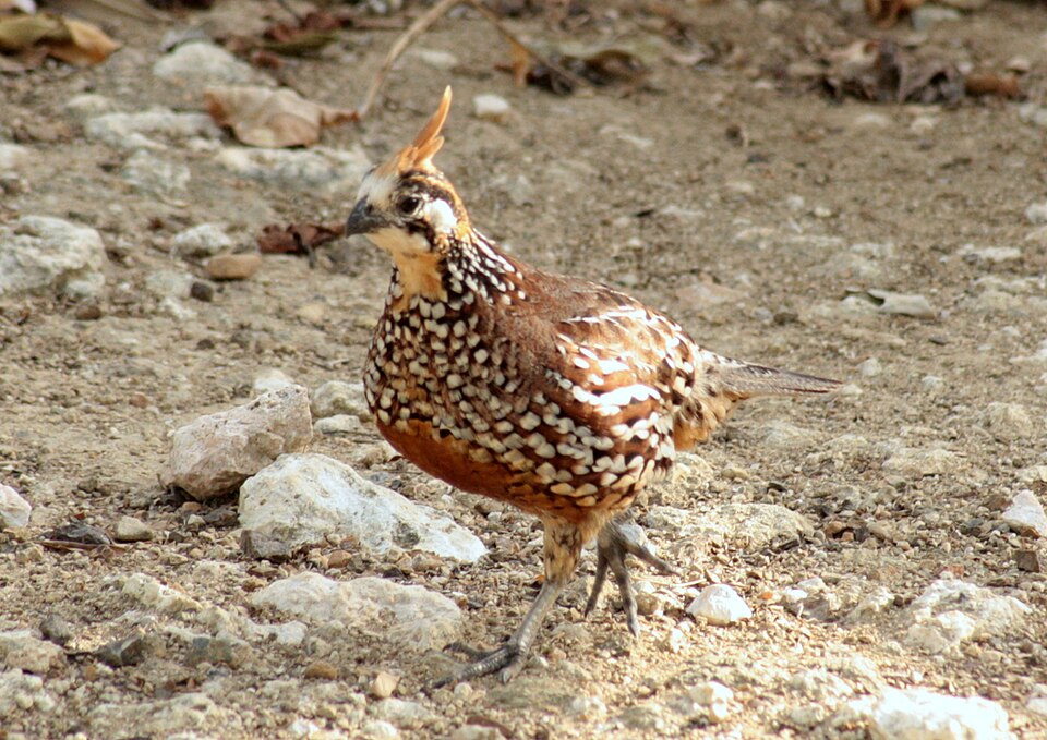 Crested Bobwhite