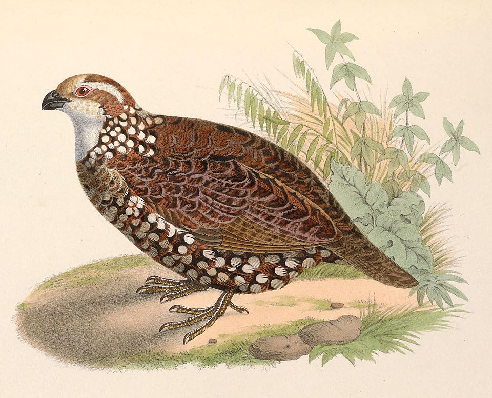 Spot-bellied Bobwhite
