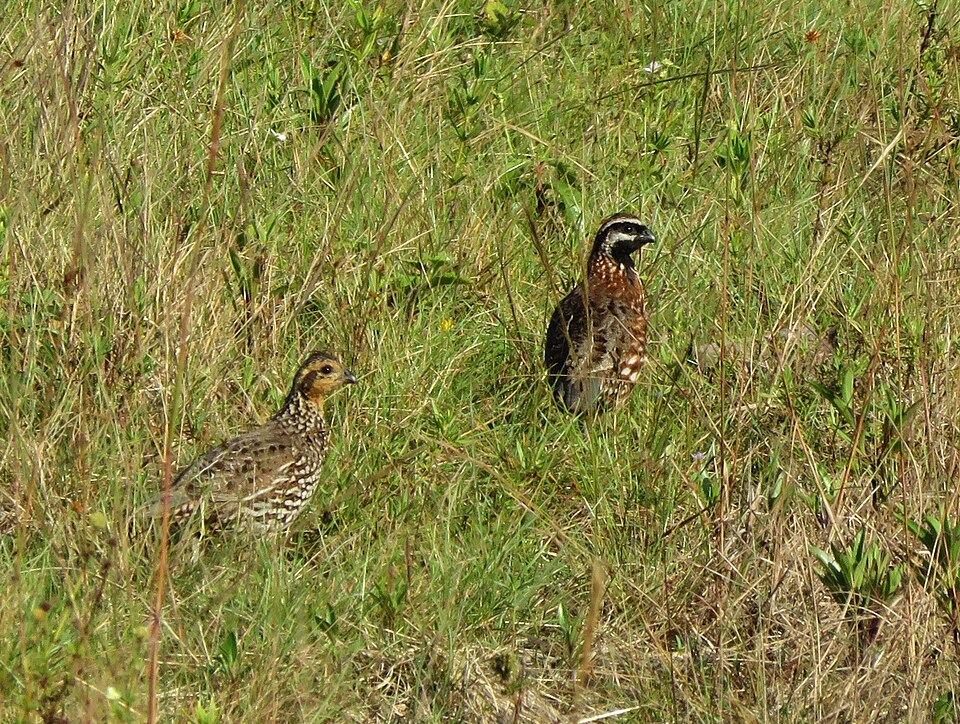 Yucatan Bobwhite