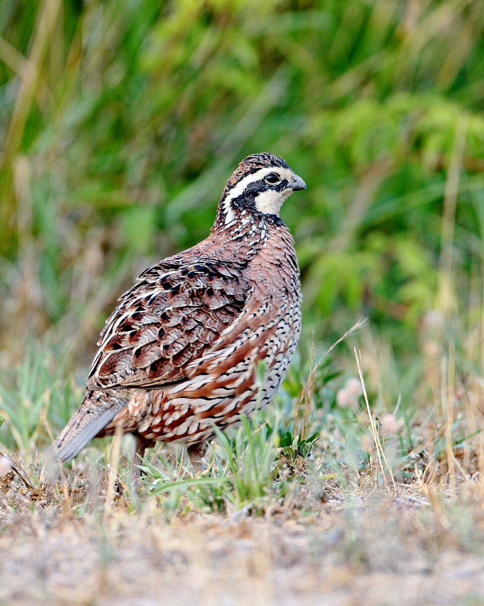 Northern Bobwhite